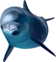 animals & dolphin free transparent png image.