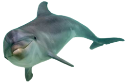 animals & Dolphin free transparent png image.