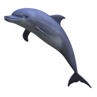 animals & dolphin free transparent png image.