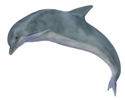 animals & Dolphin free transparent png image.