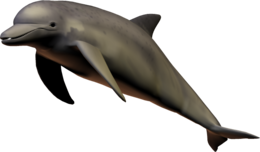 animals & Dolphin free transparent png image.