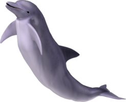 animals & Dolphin free transparent png image.