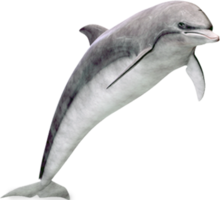 animals & Dolphin free transparent png image.