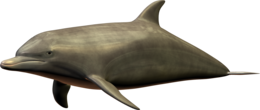 animals & dolphin free transparent png image.