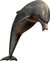 animals & dolphin free transparent png image.