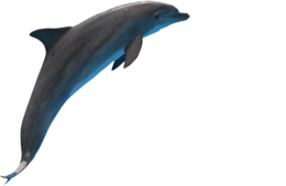 animals & dolphin free transparent png image.