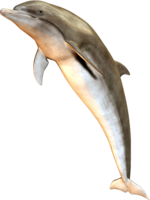 animals & Dolphin free transparent png image.