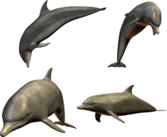 animals & dolphin free transparent png image.