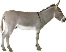 animals & Donkey free transparent png image.