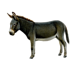 animals & Donkey free transparent png image.