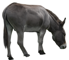 animals & Donkey free transparent png image.