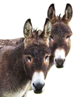 animals & Donkey free transparent png image.