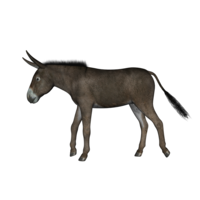 animals & Donkey free transparent png image.