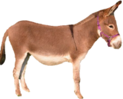 animals & Donkey free transparent png image.