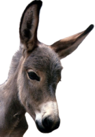 animals & Donkey free transparent png image.