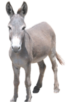 animals & donkey free transparent png image.