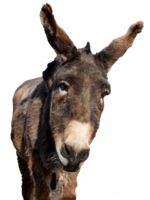 animals & Donkey free transparent png image.