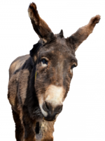 animals & donkey free transparent png image.