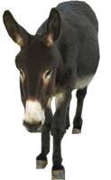 animals & donkey free transparent png image.