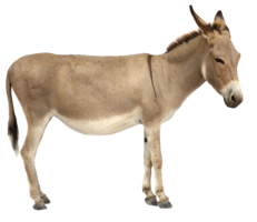 animals & donkey free transparent png image.