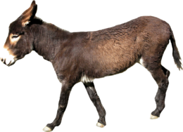 animals & Donkey free transparent png image.