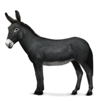 animals & Donkey free transparent png image.