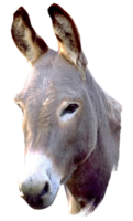 animals & Donkey free transparent png image.