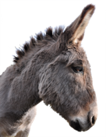 animals & Donkey free transparent png image.