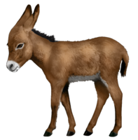 animals & Donkey free transparent png image.