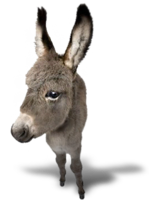 animals & donkey free transparent png image.