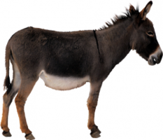 animals & donkey free transparent png image.