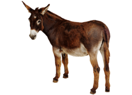 animals & donkey free transparent png image.