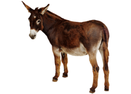 animals & Donkey free transparent png image.