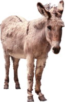 animals & Donkey free transparent png image.