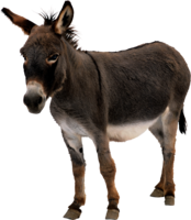 animals & donkey free transparent png image.