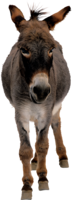 animals & Donkey free transparent png image.