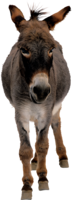 animals & donkey free transparent png image.