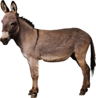 animals & donkey free transparent png image.