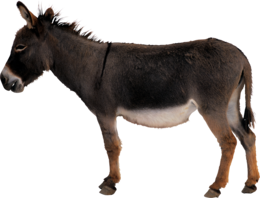 animals & Donkey free transparent png image.