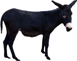 animals & Donkey free transparent png image.