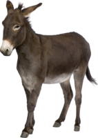 animals & Donkey free transparent png image.