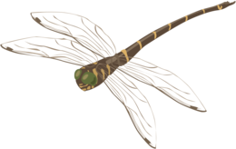 insects & Dragonfly free transparent png image.