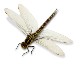 insects & Dragonfly free transparent png image.