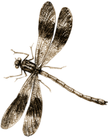 insects & Dragonfly free transparent png image.