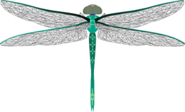 insects & dragonfly free transparent png image.