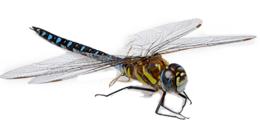 insects & dragonfly free transparent png image.