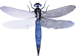 insects & dragonfly free transparent png image.