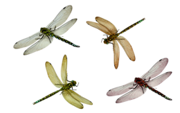 insects & dragonfly free transparent png image.