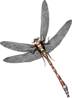 insects & dragonfly free transparent png image.