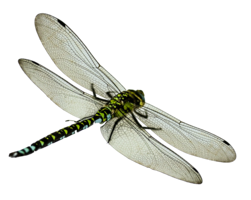 insects & dragonfly free transparent png image.